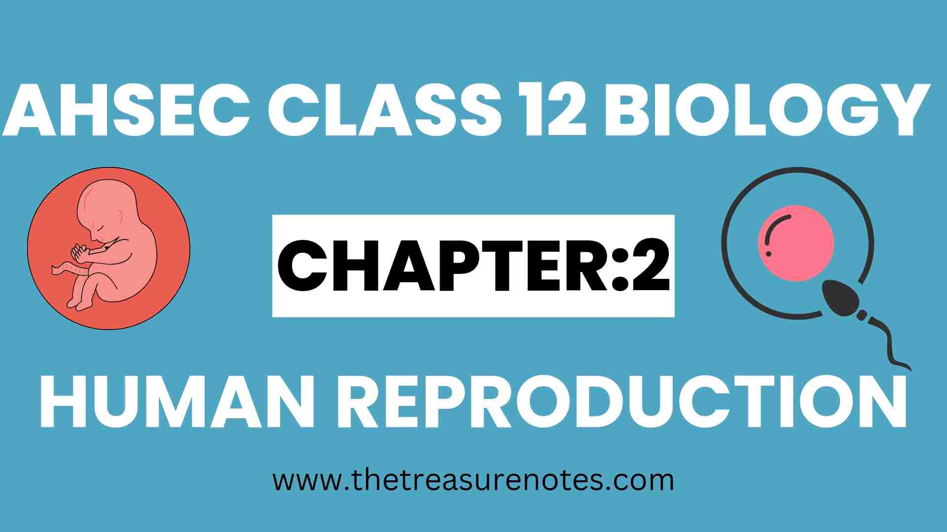 AHSEC Class 12 Biology Chapter: 2 Human Reproduction